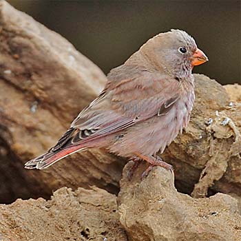 Trumpeter Finch