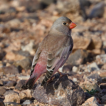 Trumpeter Finch