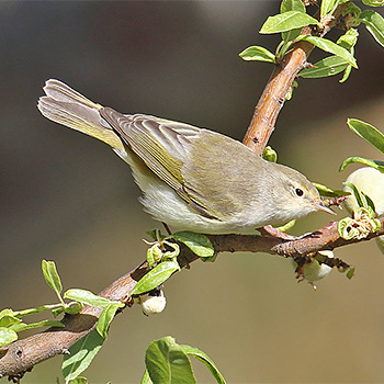 Western Bonelli's Warbler