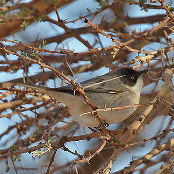 Western Orphean Warbler