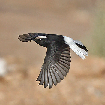 White-crowned Wheatear
