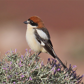 Woodchat Shrike