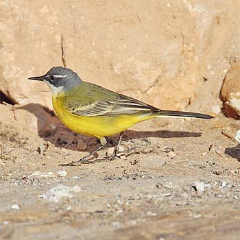 Western Yellow (Spanish) Wagtail